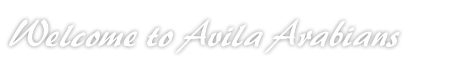 Welcome to Avila Arabians